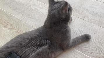 Cat brushing. In the video, a woman combs a British cat with a cat comb. video