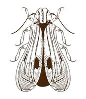 bug vector isolated