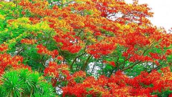 árvore de chama vermelha em plena floração no topo do parque no verão e borrão de folha de coco passando