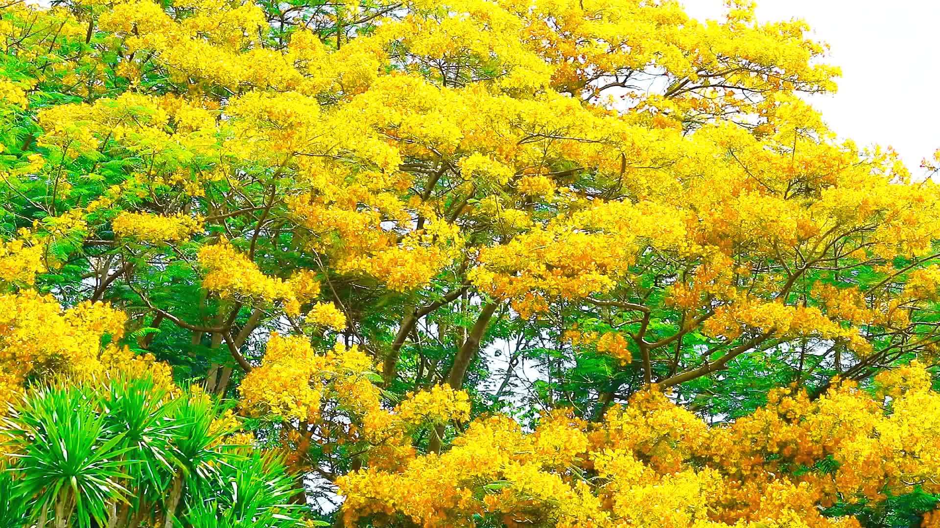 Yellow flame tree full bloom on top of park in the summer 13827927