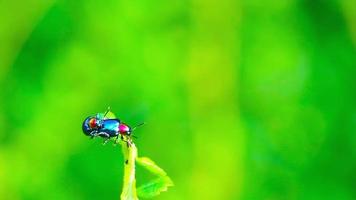 desfoque o acasalamento de joaninha nas folhas superiores e desfoque o fundo verde no verão, concentre-se no bug e desfoque e foque novamente video