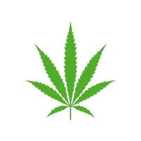 cannabis leaf vector.Growing medical marijuana. vector