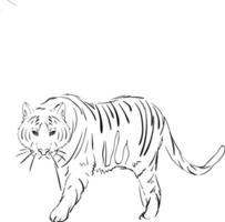 Tiger drawing, illustration, vector on white background.