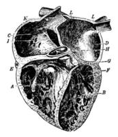 corazón, ilustración de época. vector