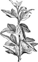 Branch of Curdrania Triloba in Juvenile State vintage illustration. vector