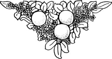 cola de fruta decorada con hojas y flores, grabado antiguo. vector