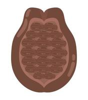 cacao fruit icon vector