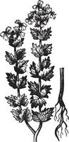 Eyebright, Euphrasia, herbaceous, flowering, plants, Orobanchaceae, natural, Scropulariaceae vintage illustration. vector