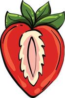 Strawberry in half, illustration, vector on a white background.