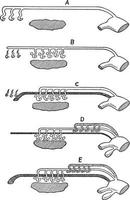 Urinogenital Organs of a Vertebrate, vintage illustration vector