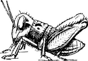 Locust development, vintage illustration. vector