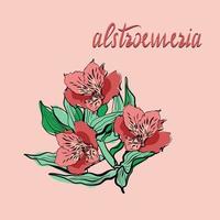 flores de alstroemeria con hojas con letras vector