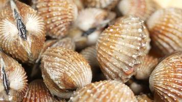 Close up of sea shell ridge texture video