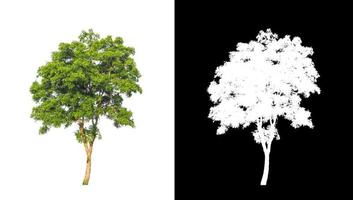 single tree with clipping path and alpha channel on black background photo