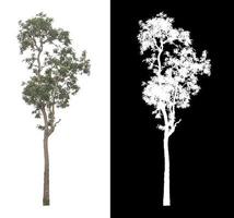 Tree on white picture background with clipping path, single tree with clipping path and alpha channel on black background photo