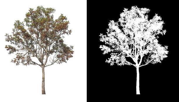 Tree on white picture background with clipping path, single tree with clipping path and alpha channel on black background photo