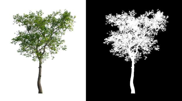 tree that are isolated on white background are suitable for both printing photo