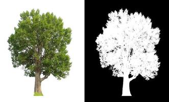 tree that are isolated on white background are suitable for both printing photo