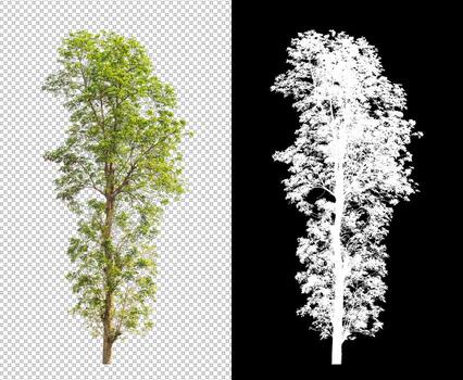 Tree on transparent picture background with clipping path, single tree with clipping path and alpha channel on black background photo