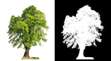 single tree with clipping path and alpha channel on black background photo