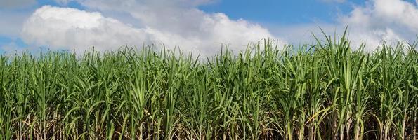 campos de caña de azúcar y cielo foto