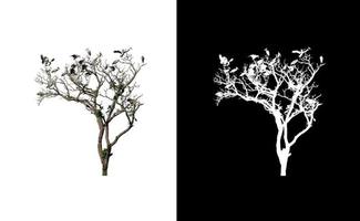 dead tree that are isolated on white background are suitable for both printing photo