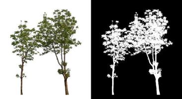 tree that are isolated on white background are suitable for both printing photo