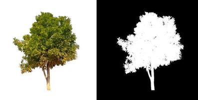 single tree with clipping path and alpha channel on black background photo