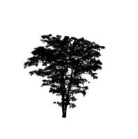 Isolated tree silhouette for brush on white background photo