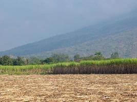 plantaciones de caña de azúcar, la planta agrícola tropical en tailandia foto