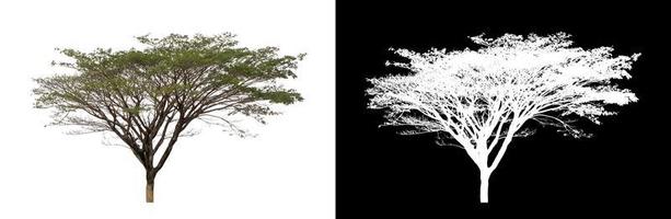 tree that are isolated on white background are suitable for both printing photo