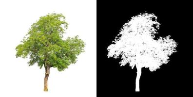 single tree with clipping path and alpha channel on black background photo