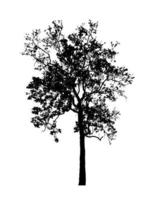 Tree silhouette for brush on white background photo