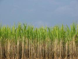 plantaciones de caña de azúcar, la planta agrícola tropical en tailandia foto