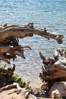 Broken Fallen Tree Next To A Mountain Lake In Montana photo