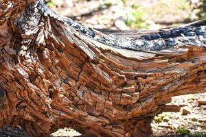 Fallen Tree Stump Background Texture photo