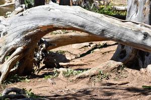 árbol caído en una ruta de senderismo en montana foto