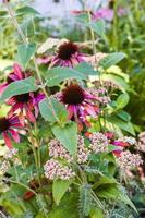 Echinacea Purpurea Purple Coneflower Pink Flowers photo