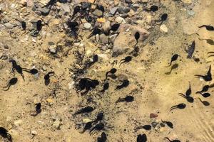 Montana Mountain Lake Full Of Tadpoles photo