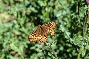 Tattered Orange And Black Butterfly photo