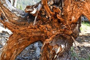 Fallen Tree Stump Background Texture photo