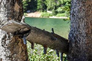 Broken Tree Limb Next To A Mountain Lake In Montana photo