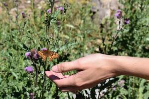 Hand Reaching For A Beautiful Orange And Black Butterfly photo