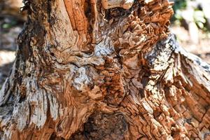 Fallen Tree Stump Background Texture photo