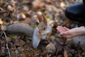 A mischievous squirrel eating nuts right from a girl's hands photo