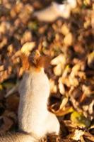 A mischievous squirrel eating nuts on the ground covered with autumn leaves photo