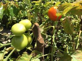 Tomato plants growing in the yard of the house. Bunch of fresh natural tomatoes on a branch in organic vegetable garden photo