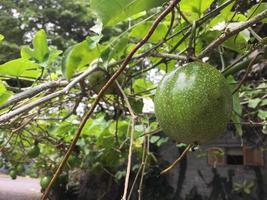 fruta de la pasión inmadura que todavía cuelga en el árbol foto