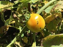 Tomato plants growing in the yard of the house. Bunch of fresh natural tomatoes on a branch in organic vegetable garden photo