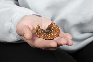 un sombrero de agárico de mosca roja seco en la mano, uso médico de amanita muicaria foto